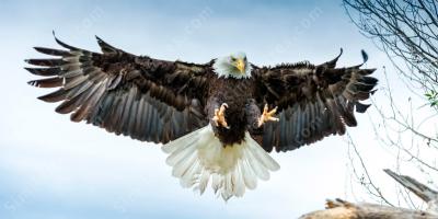 oiseau de proie films