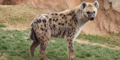 hyène films