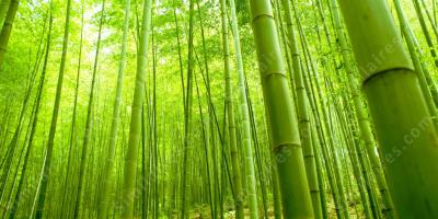 bambou films