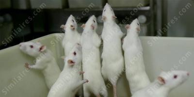 Rat de laboratoire films