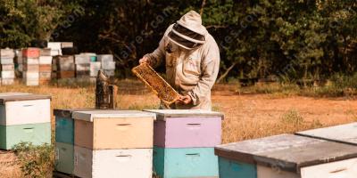 apiculture films