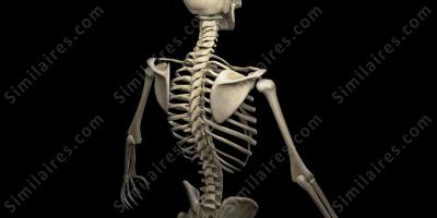 Squelette humain films