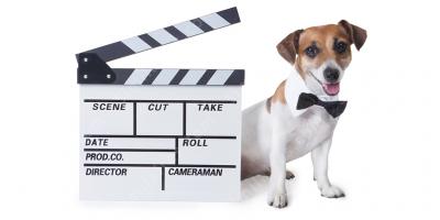 acteur de chien films