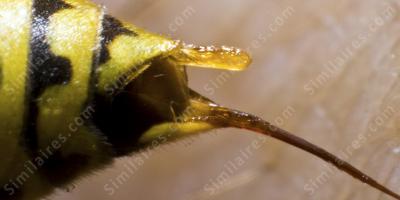 piqûre d'abeille films piqûre d'abeille films