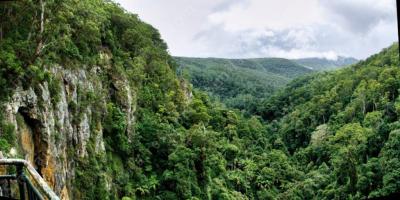 forêt tropicale films