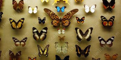 collection de papillons films