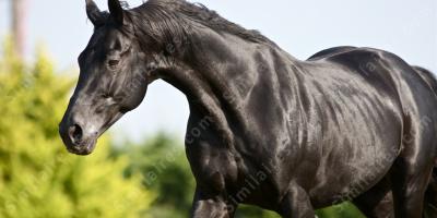 cheval noir films