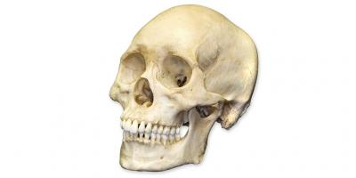 crâne humain films