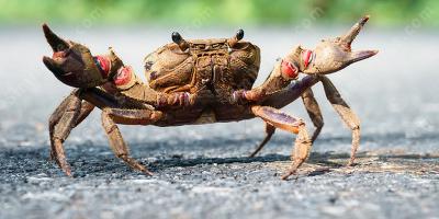 crabe films
