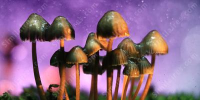 champignon magique films