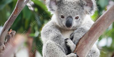 koala films