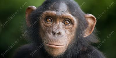 chimpanzé films