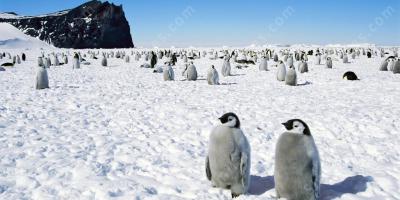 Antarctique films