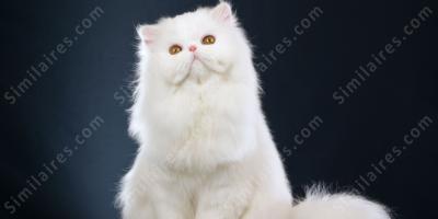 chat blanc films