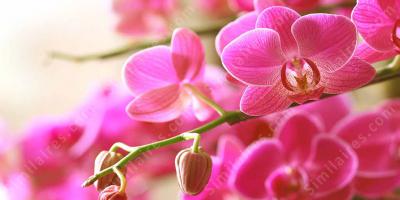 orchidée films